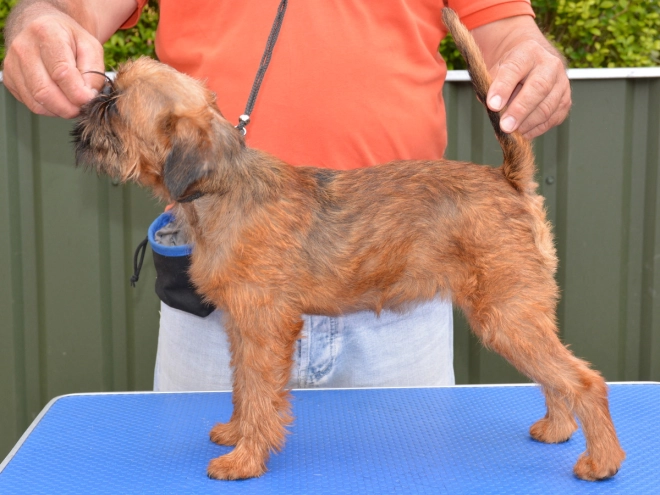 Brüsseler Griffon Welpe kaufen