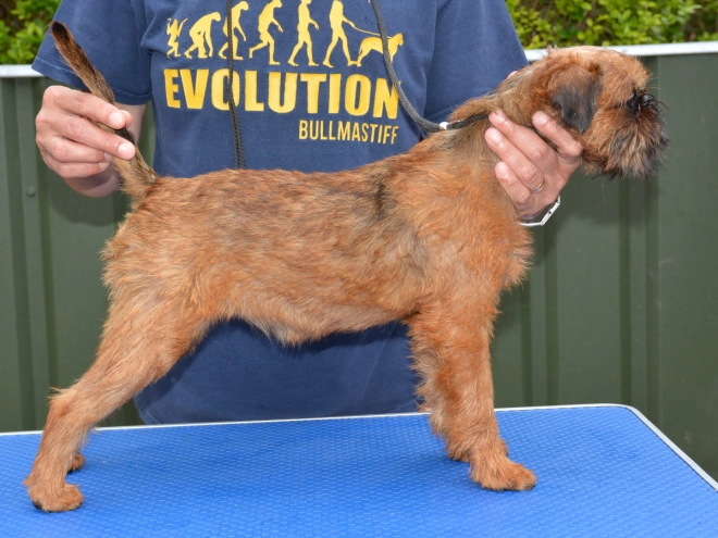 Brüsseler Griffon Welpe kaufen