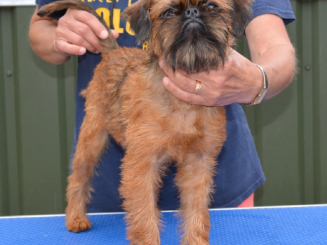 Brüsseler Griffon Welpe kaufen