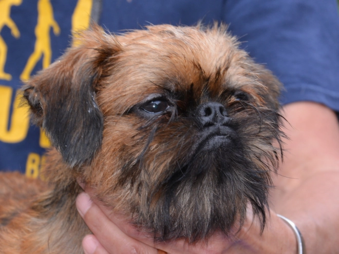 Brüsseler Griffon Welpe kaufen