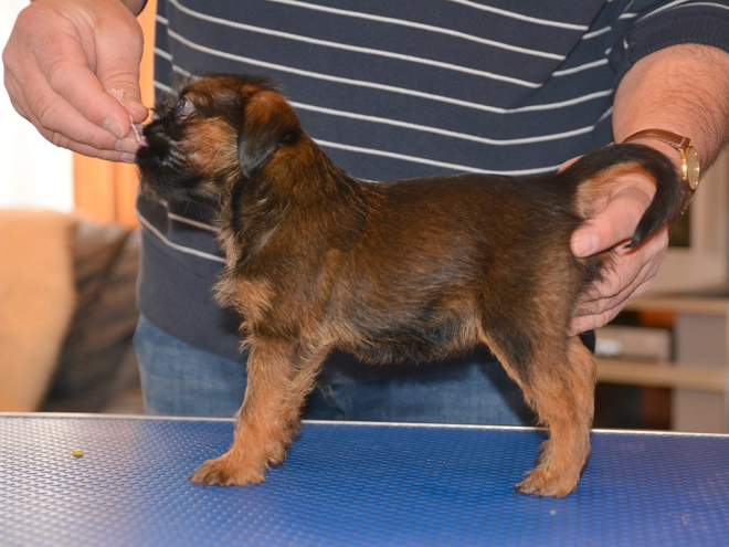 Brüsseler Griffon Welpe kaufen