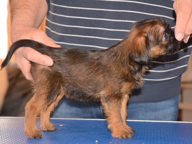 Brüsseler Griffon Welpe kaufen