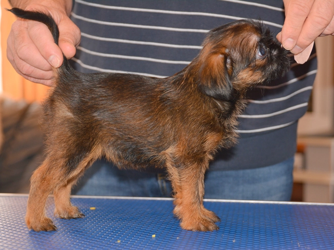 Brüsseler Griffon Welpe kaufen
