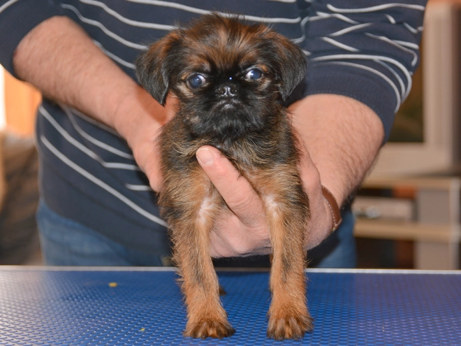 Brüsseler Griffon Welpe kaufen