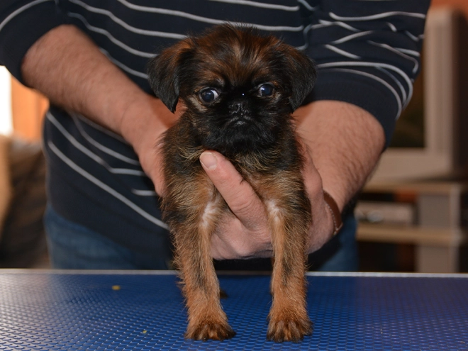Brüsseler Griffon Welpe kaufen