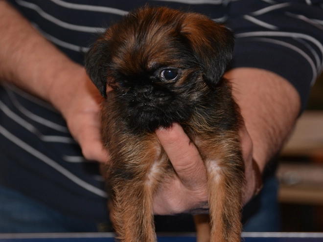 Brüsseler Griffon Welpe kaufen