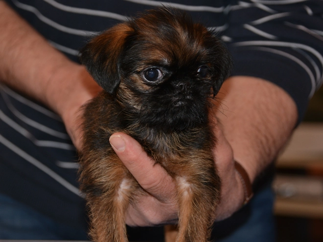 Brüsseler Griffon Welpe kaufen
