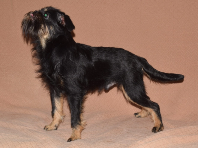 Brussels Griffon puppy for sale