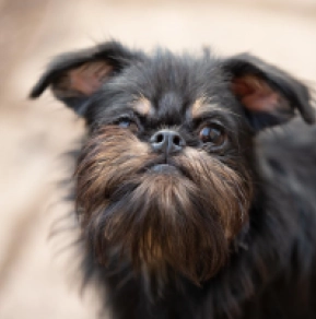 Brussels Griffon puppy for sale