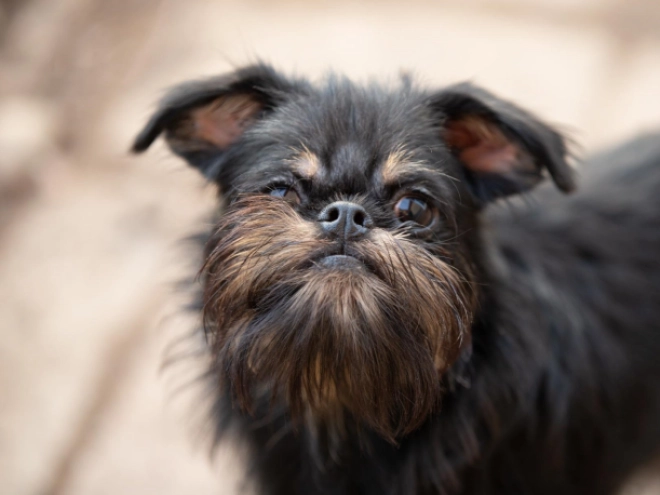 Brussels Griffon puppy for sale
