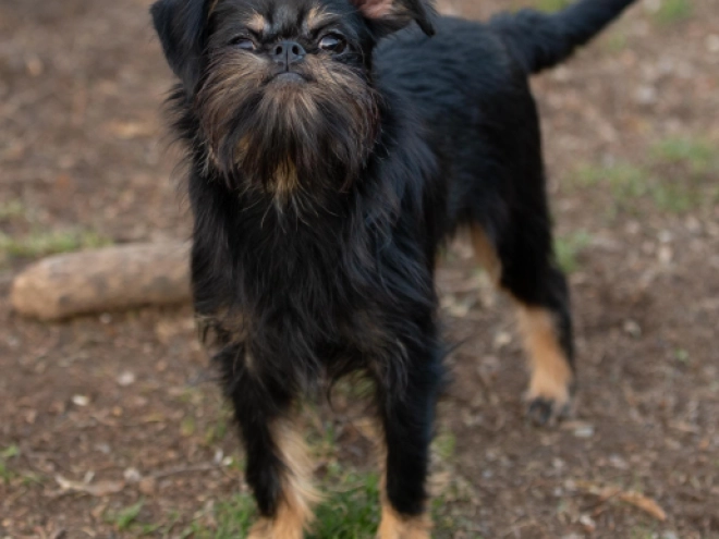 Brussels Griffon puppy for sale