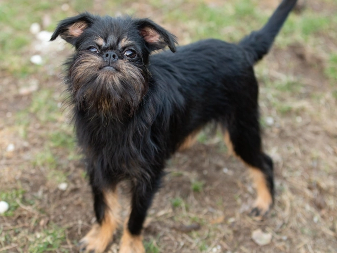 Brussels Griffon puppy for sale