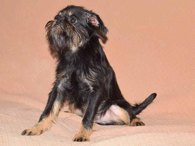 Brussels Griffon puppy for sale