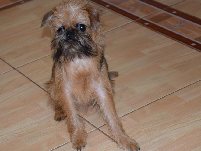 Brussels Griffon puppy for sale