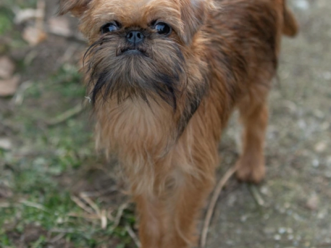 Brussels Griffon puppy for sale
