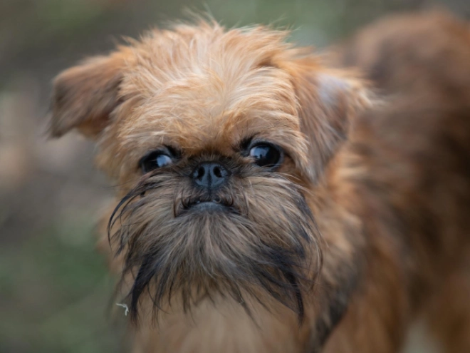 Brussels Griffon puppy for sale