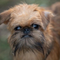 Brüsseler Griffon Welpe zu verkaufen