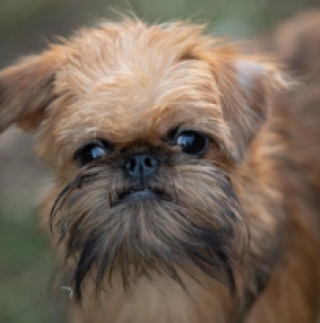 Brussels Griffon puppy for sale