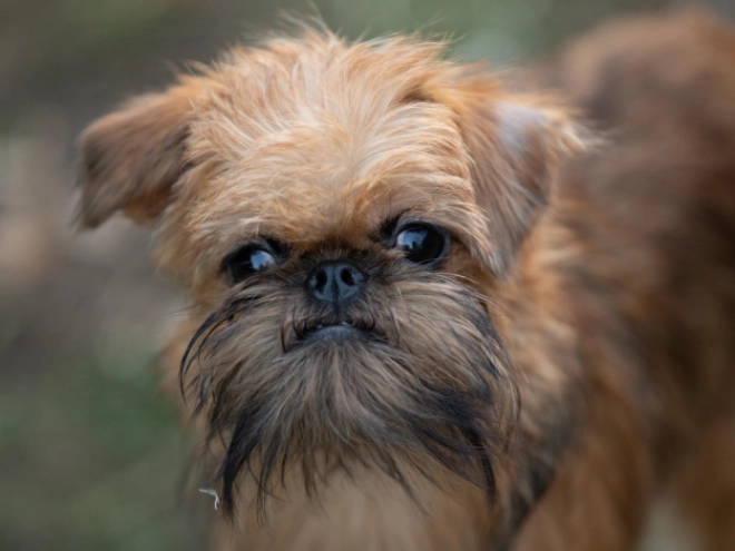 Brussels Griffon puppy for sale