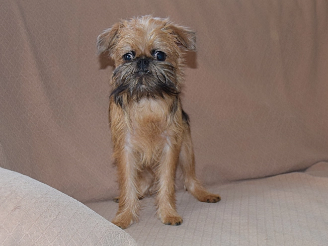 Brussels Griffon puppy for sale