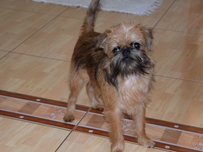 Brussels Griffon puppy for sale