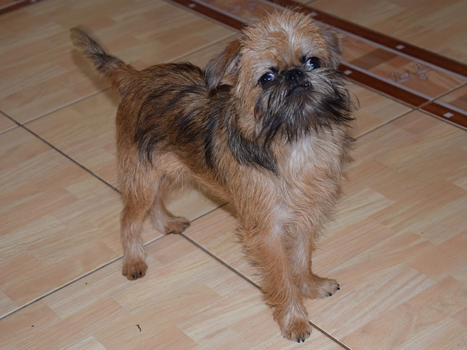 Brussels Griffon puppy for sale