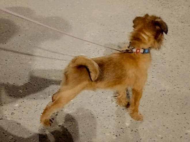 Brüsseler Griffon Welpe kaufen