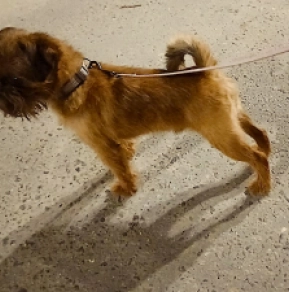 Brüsseler Griffon Welpe zu verkaufen