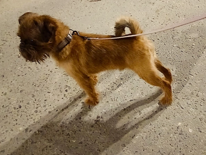 Brüsseler Griffon Welpe kaufen
