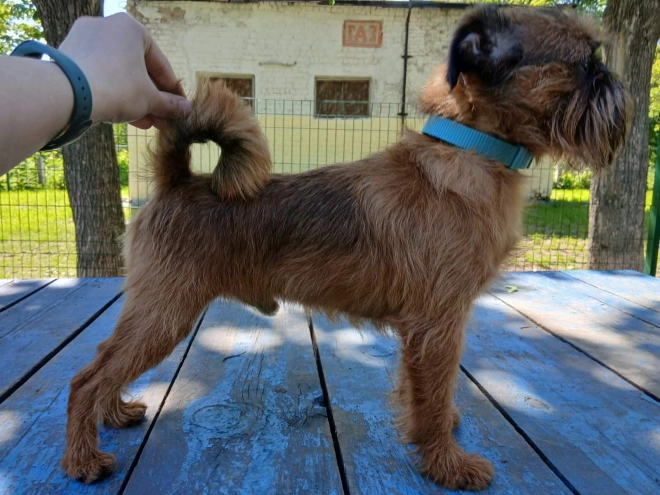 Perros Grifón de Bruselas en venta