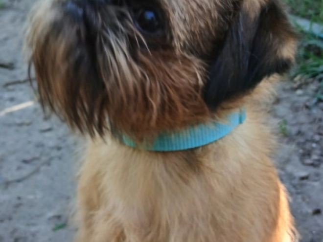 Perros Grifón de Bruselas en venta