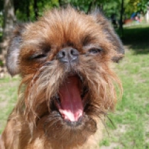 Benjamin, red Brussels Griffon for sale