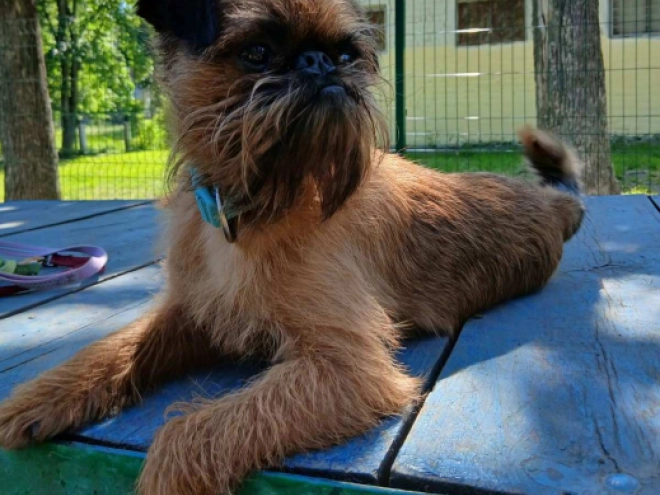 Perros Grifón de Bruselas en venta