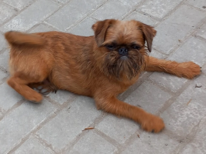 Brussels Griffon puppy for sale