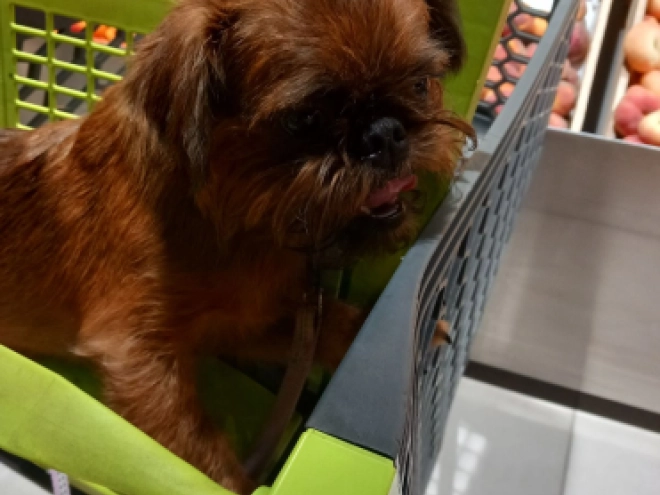 Brussels Griffon puppy for sale