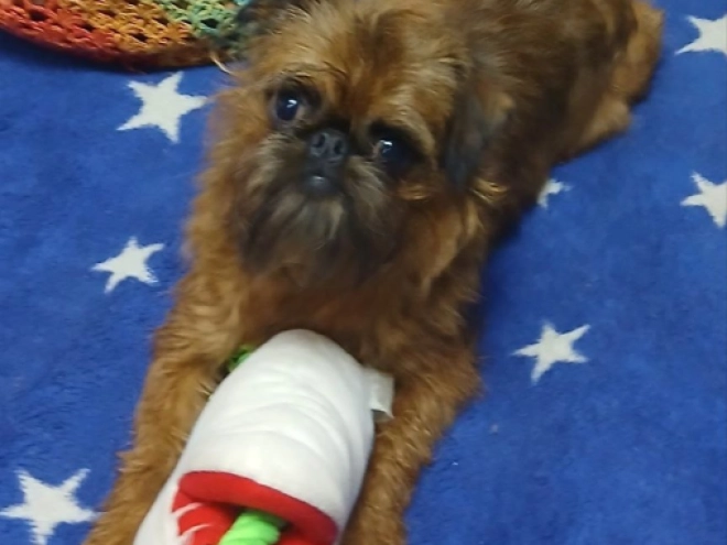 Brussels Griffon puppy for sale