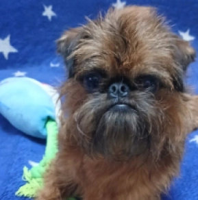 Brussels Griffon puppy for sale