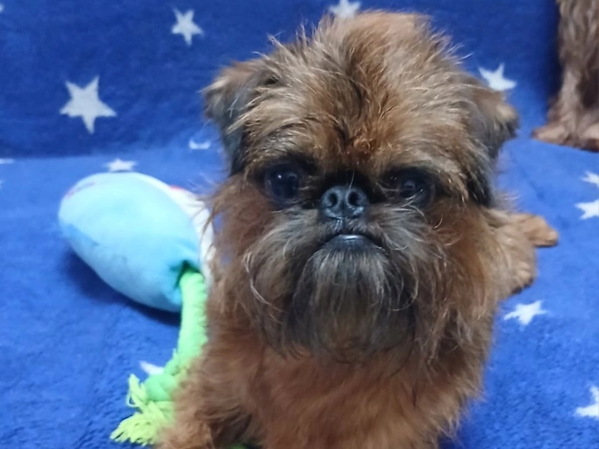 Brussels Griffon puppy for sale