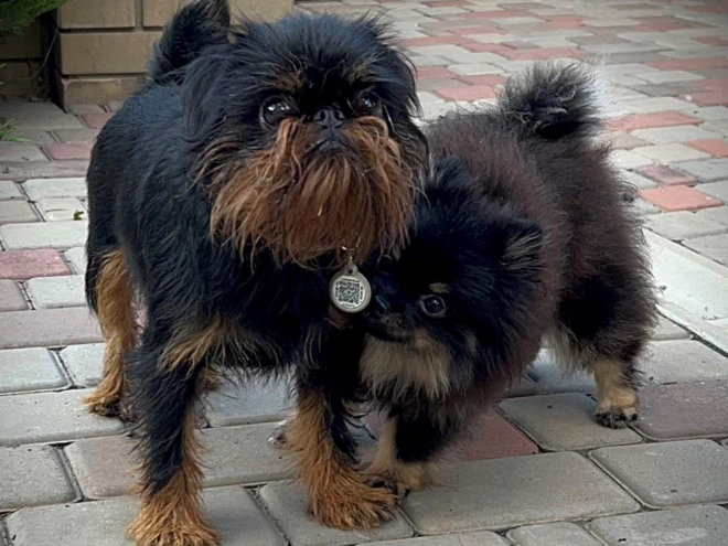 Brussels Griffon puppy for sale