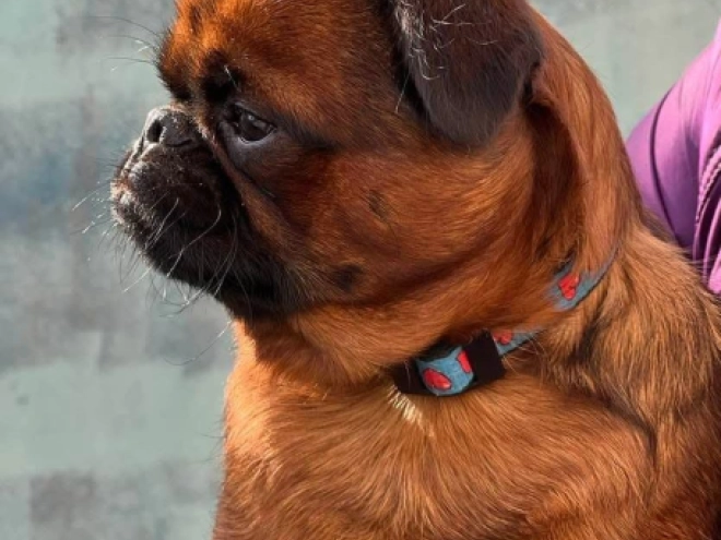 Brussels Griffon puppy for sale