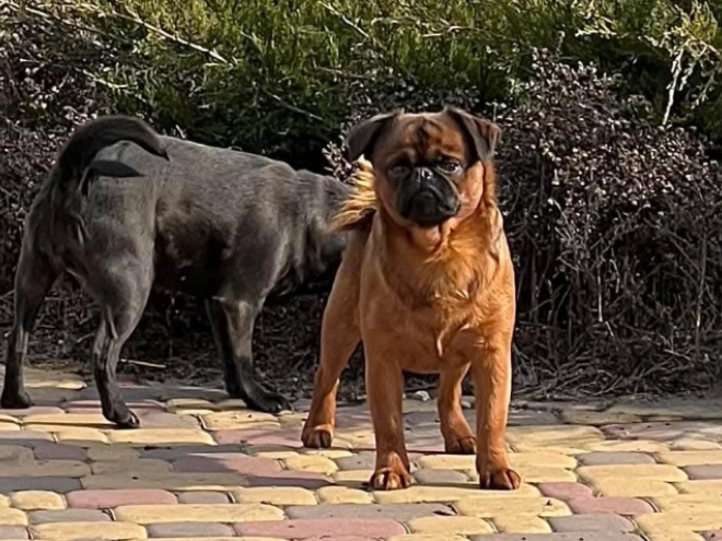 Brussels Griffon puppy for sale