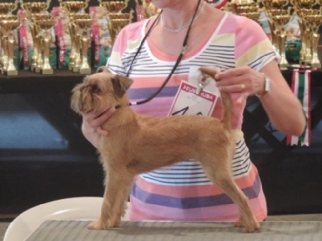 Brüsseler Griffon Welpe kaufen