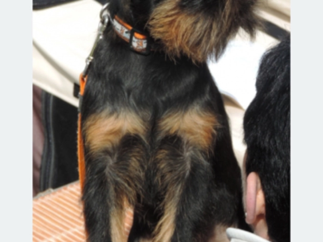 Brüsseler Griffon Welpe kaufen