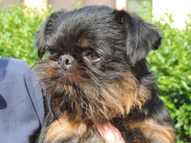 Brüsseler Griffon Welpe kaufen