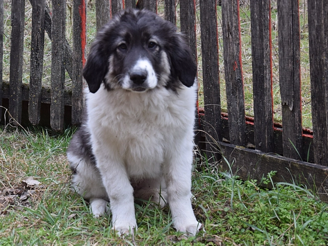 Bucovina Shepherd puppy for sale
