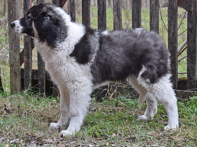 Bucovina Shepherd puppy for sale
