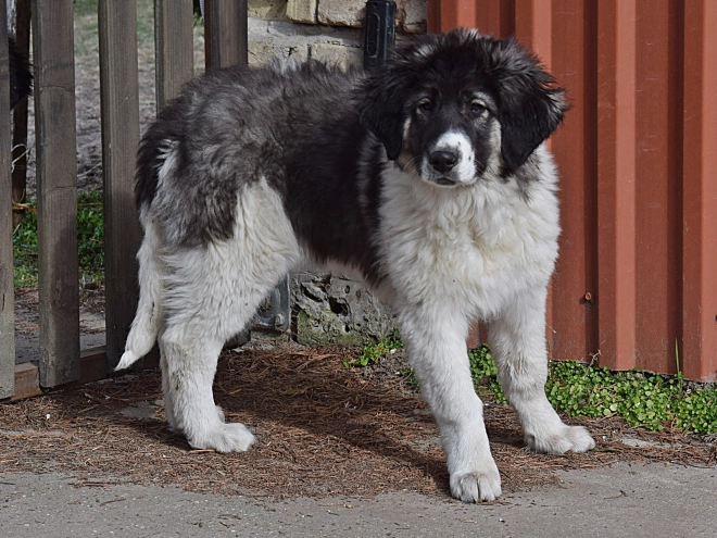 Bucovina Shepherd puppy for sale