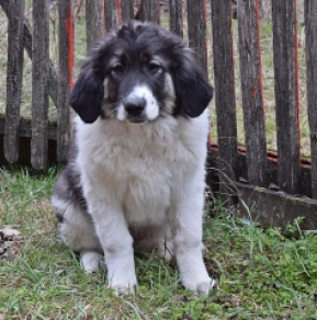 Bucovina Shepherd puppy for sale