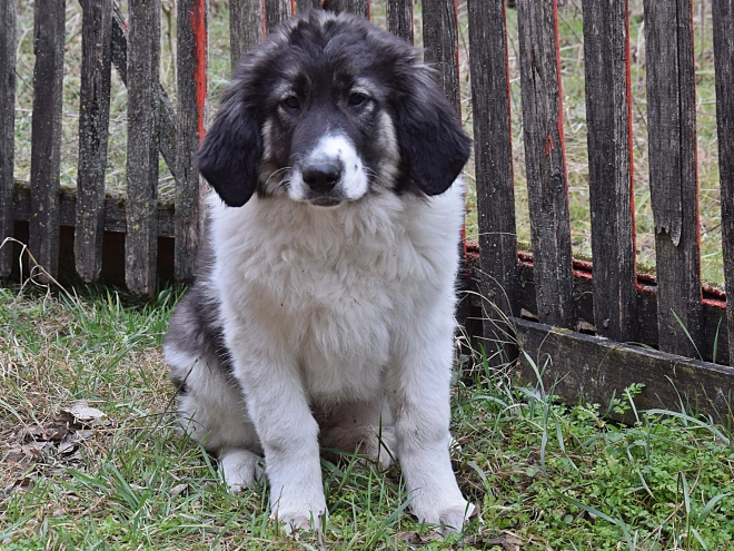 Bucovina Shepherd puppy for sale