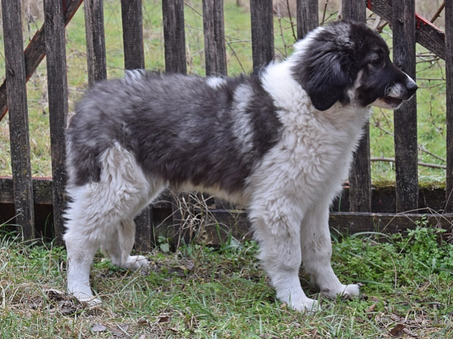 Bucovina Shepherd puppy for sale